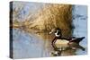 Wood Duck Male in Wetland, Marion, Illinois, Usa-Richard ans Susan Day-Stretched Canvas