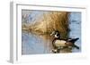 Wood Duck Male in Wetland, Marion, Illinois, Usa-Richard ans Susan Day-Framed Photographic Print