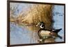 Wood Duck Male in Wetland, Marion, Illinois, Usa-Richard ans Susan Day-Framed Photographic Print