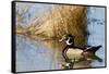 Wood Duck Male in Wetland, Marion, Illinois, Usa-Richard ans Susan Day-Framed Stretched Canvas