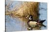 Wood Duck Male in Wetland, Marion, Illinois, Usa-Richard ans Susan Day-Stretched Canvas