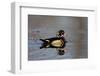 Wood Duck Male in Wetland, Marion, Illinois, Usa-Richard ans Susan Day-Framed Photographic Print