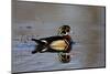 Wood Duck Male in Wetland, Marion, Illinois, Usa-Richard ans Susan Day-Mounted Photographic Print