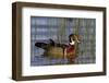 Wood Duck Male in Wetland, Marion, Illinois, Usa-Richard ans Susan Day-Framed Photographic Print