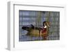 Wood Duck Male in Wetland, Marion, Illinois, Usa-Richard ans Susan Day-Framed Photographic Print