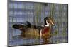 Wood Duck Male in Wetland, Marion, Illinois, Usa-Richard ans Susan Day-Mounted Photographic Print