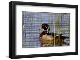 Wood Duck Male in Wetland, Marion, Illinois, Usa-Richard ans Susan Day-Framed Photographic Print