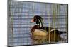 Wood Duck Male in Wetland, Marion, Illinois, Usa-Richard ans Susan Day-Mounted Photographic Print