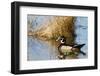 Wood Duck Male in Wetland, Marion, Illinois, Usa-Richard ans Susan Day-Framed Photographic Print