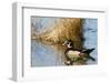 Wood Duck Male in Wetland, Marion, Illinois, Usa-Richard ans Susan Day-Framed Photographic Print