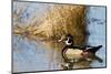 Wood Duck Male in Wetland, Marion, Illinois, Usa-Richard ans Susan Day-Mounted Photographic Print