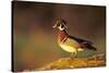 Wood Duck Male on Log in Wetland, Marion County, Illinois-Richard and Susan Day-Stretched Canvas