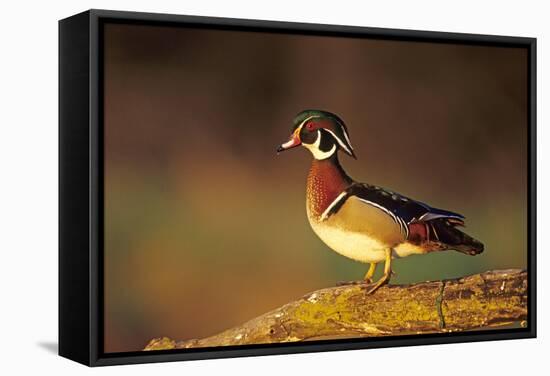 Wood Duck Male on Log in Wetland, Marion County, Illinois-Richard and Susan Day-Framed Stretched Canvas