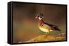 Wood Duck Male on Log in Wetland, Marion County, Illinois-Richard and Susan Day-Framed Stretched Canvas