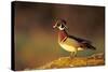 Wood Duck Male on Log in Wetland, Marion County, Illinois-Richard and Susan Day-Stretched Canvas