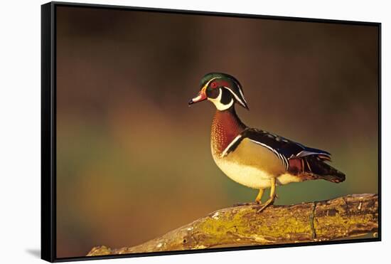 Wood Duck Male on Log in Wetland, Marion County, Illinois-Richard and Susan Day-Framed Stretched Canvas