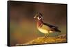 Wood Duck Male on Log in Wetland, Marion County, Illinois-Richard and Susan Day-Framed Stretched Canvas