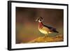 Wood Duck Male on Log in Wetland, Marion County, Illinois-Richard and Susan Day-Framed Photographic Print