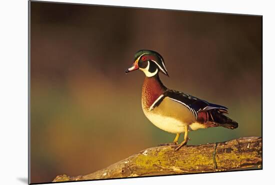 Wood Duck Male on Log in Wetland, Marion County, Illinois-Richard and Susan Day-Mounted Photographic Print