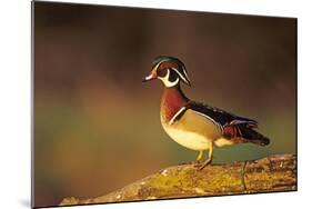 Wood Duck Male on Log in Wetland, Marion County, Illinois-Richard and Susan Day-Mounted Photographic Print