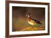 Wood Duck Male on Log in Wetland, Marion County, Illinois-Richard and Susan Day-Framed Photographic Print