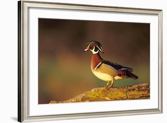 Wood Duck Male on Log in Wetland, Marion County, Illinois-Richard and Susan Day-Framed Photographic Print