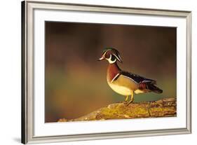 Wood Duck Male on Log in Wetland, Marion County, Illinois-Richard and Susan Day-Framed Photographic Print