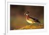 Wood Duck Male on Log in Wetland, Marion County, Illinois-Richard and Susan Day-Framed Photographic Print