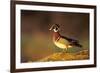 Wood Duck Male on Log in Wetland, Marion County, Illinois-Richard and Susan Day-Framed Photographic Print