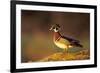 Wood Duck Male on Log in Wetland, Marion County, Illinois-Richard and Susan Day-Framed Photographic Print