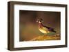 Wood Duck Male on Log in Wetland, Marion County, Illinois-Richard and Susan Day-Framed Photographic Print