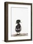 Wood Duck Male on Log in Wetland, Marion County, Illinois-Richard and Susan Day-Framed Photographic Print