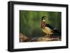 Wood Duck Male on Log in Wetland, Marion County, Illinois-Richard and Susan Day-Framed Photographic Print