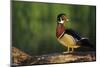 Wood Duck Male on Log in Wetland, Marion County, Illinois-Richard and Susan Day-Mounted Photographic Print