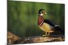 Wood Duck Male on Log in Wetland, Marion County, Illinois-Richard and Susan Day-Mounted Photographic Print