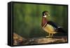 Wood Duck Male on Log in Wetland, Marion County, Illinois-Richard and Susan Day-Framed Stretched Canvas