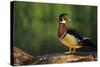 Wood Duck Male on Log in Wetland, Marion County, Illinois-Richard and Susan Day-Stretched Canvas