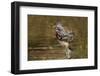 Wood Duck Male Takeoff from River-Larry Ditto-Framed Photographic Print