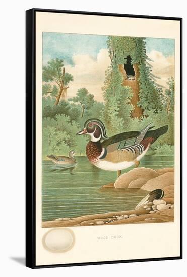 Wood Duck Nest and Eggs-null-Framed Stretched Canvas