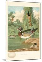 Wood Duck Nest and Eggs-null-Mounted Art Print