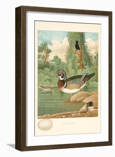 Wood Duck Nest and Eggs-null-Framed Art Print