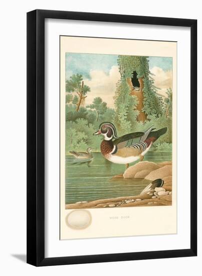 Wood Duck Nest and Eggs-null-Framed Art Print