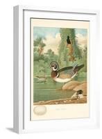 Wood Duck Nest and Eggs-null-Framed Art Print