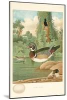 Wood Duck Nest and Eggs-null-Mounted Art Print