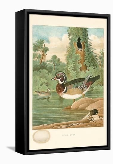 Wood Duck Nest and Eggs-null-Framed Stretched Canvas