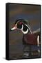 Wood Duck on Water-DLILLC-Framed Stretched Canvas