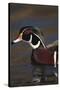Wood Duck on Water-DLILLC-Stretched Canvas