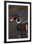 Wood Duck on Water-DLILLC-Framed Photographic Print