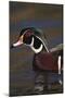 Wood Duck on Water-DLILLC-Mounted Photographic Print