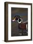 Wood Duck on Water-DLILLC-Framed Photographic Print